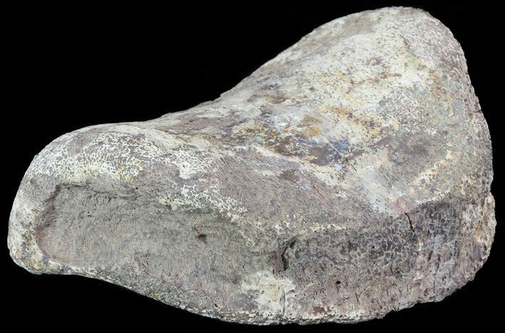Hadrosaur Toe Bone - Alberta (Disposition #-) #71671